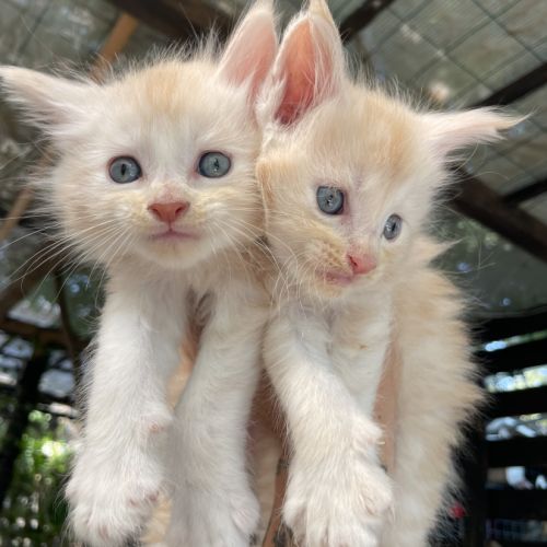 Maine coon chatons