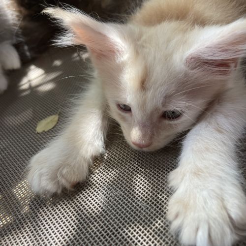 Maine coon chatons #2