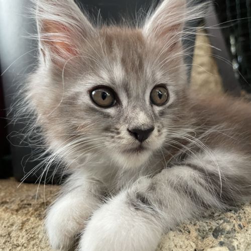 Maine coon chatons #3