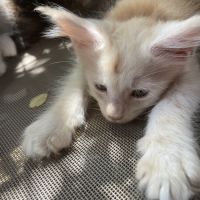 Maine coon chatons #2