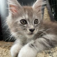Maine coon chatons #3