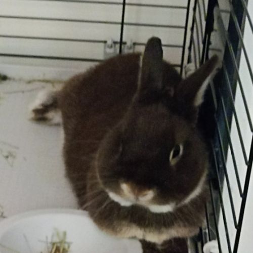 Lapin nain néerlandais #2