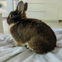 Lapin nain néerlandais #1