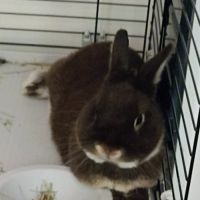 Lapin nain néerlandais #2