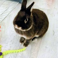 Lapin nain néerlandais