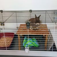 Lapin nain néerlandais #4