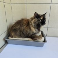 Femelle maine coon et ragdoll