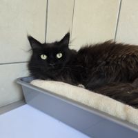 Femelle maine coon et ragdoll #2