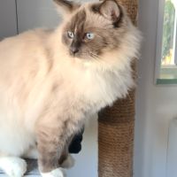 Femelle maine coon et ragdoll #3