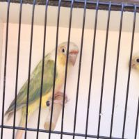 Couple pyrrhura molinae 2025 #3