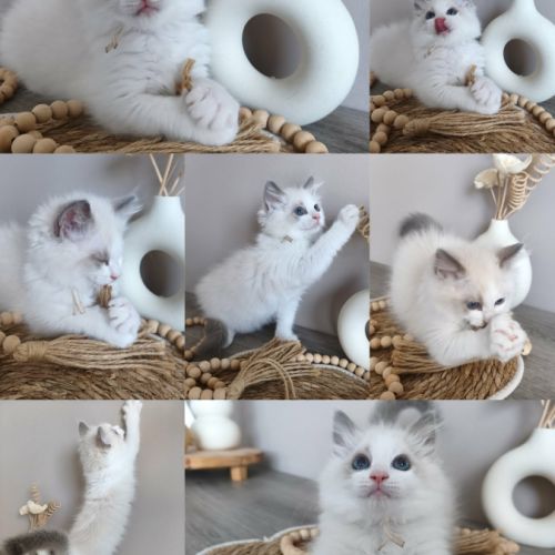 Chaton ragdoll