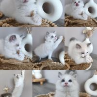 Chaton ragdoll