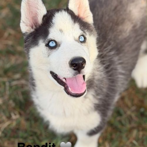 Chiots husky sibérien #2