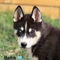 Chiots husky sibérien #1