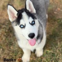 Chiots husky sibérien #0