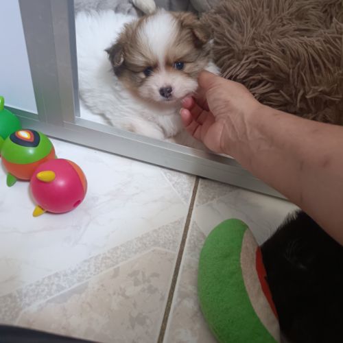 Petit spitz allemand #4