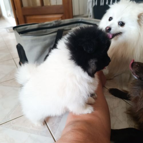 Petit spitz allemand
