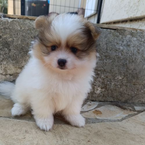 Petit spitz allemand #9