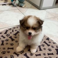 Petit spitz allemand #7