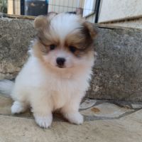 Petit spitz allemand #9