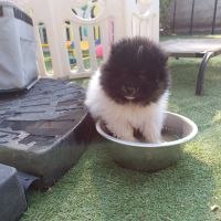 Petit spitz allemand #10