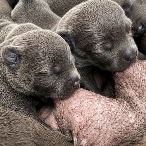 Staffordshire bull terrier bleu lof staffie/staffy #3