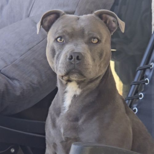 Staffordshire bull terrier bleu lof staffie/staffy #7