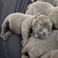 Staffordshire bull terrier bleu lof staffie/staffy #1