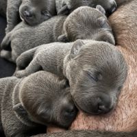 Staffordshire bull terrier bleu lof staffie/staffy #0