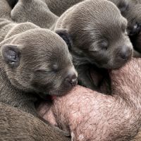 Staffordshire bull terrier bleu lof staffie/staffy #3