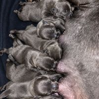 Staffordshire bull terrier bleu lof staffie/staffy #4