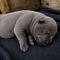 Staffordshire bull terrier bleu lof staffie/staffy #5