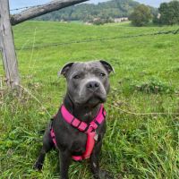 Staffordshire bull terrier bleu lof staffie/staffy #6