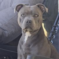 Staffordshire bull terrier bleu lof staffie/staffy #7