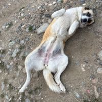 Bulla pleine de vie, à l'adoption #1