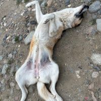 Bulla pleine de vie, à l'adoption #2