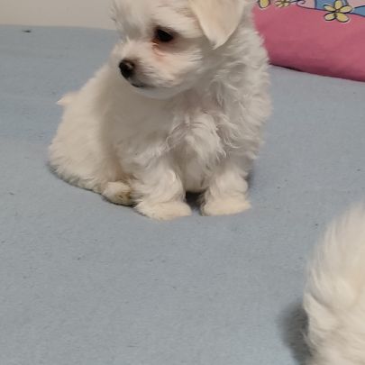 Chiots apparence bichon maltais non lof