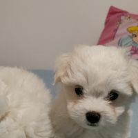 Chiots apparence bichon maltais non lof #1