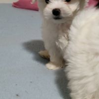 Chiots apparence bichon maltais non lof #2