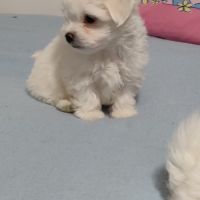 Chiots apparence bichon maltais non lof #0