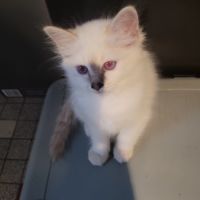 Chaton sacré de birmanie femelle #0