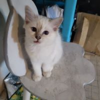 Chaton sacré de birmanie femelle #2