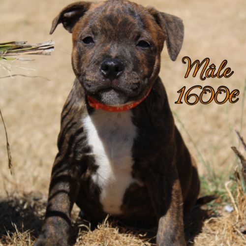 Chiots staffie lof dispo