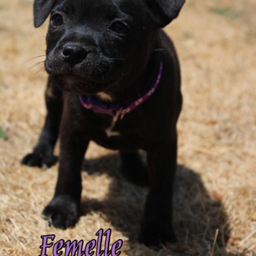 Chiots staffie lof #2