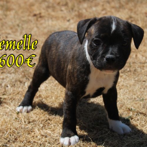 Chiots staffie lof #4