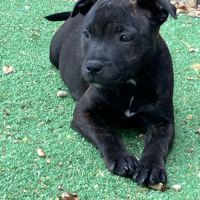 Chiot staffie lof dispo