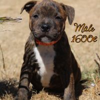 Chiots staffie lof