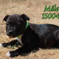 Chiots staffie lof #0