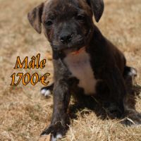Chiots staffie lof #3