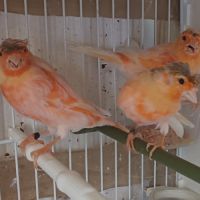 Canari arlequin #1